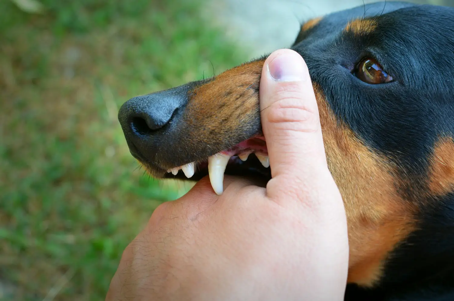 Dog Bite Scale